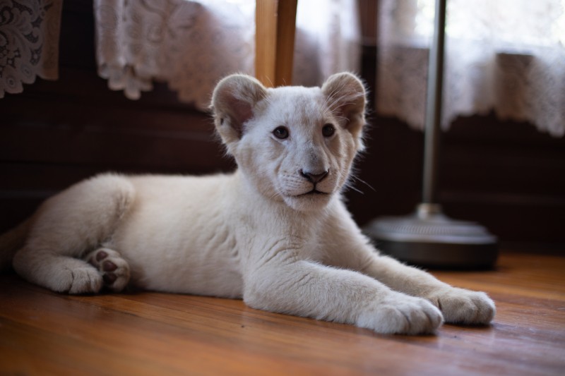 Białe lwiątko leży na drewnianej podłodze w pomieszczeniu, patrząc w stronę kamery. W tle widoczne są koronkowe firanki i nogi mebli, co nadaje scenie przytulną, domową atmosferę.