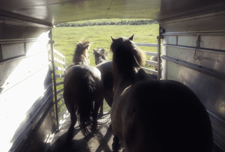 Trzy konie są widziane od tyłu, gdy stoją wewnątrz przyczepy, zwrócone w kierunku trawiastego pola, ze światłem słonecznym wpadającym przez otwartą tylną bramę.