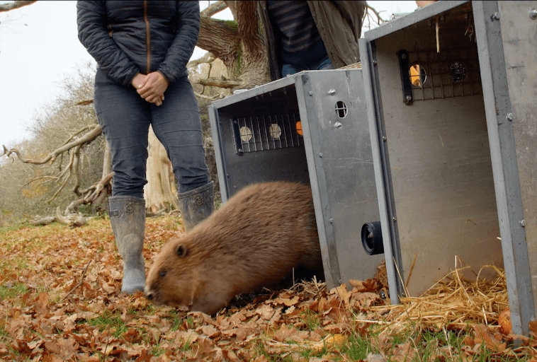 Bóbr wychodzi z dużej skrzyni dla zwierząt na pokrytą liśćmi ziemię, podczas gdy dwie osoby w butach stoją w pobliżu, częściowo widoczne, obserwując uwalnianie na zewnątrz, w lesie.