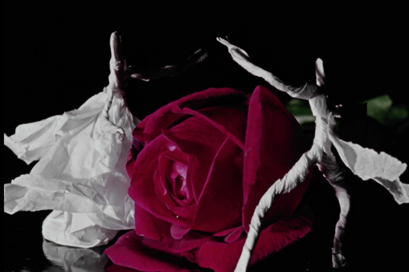 Ciemnoczerwoną różę otaczają dwie małe, białe, przypominające ludzi postacie wykonane ze skręconego papieru, umieszczone na ciemnym tle.