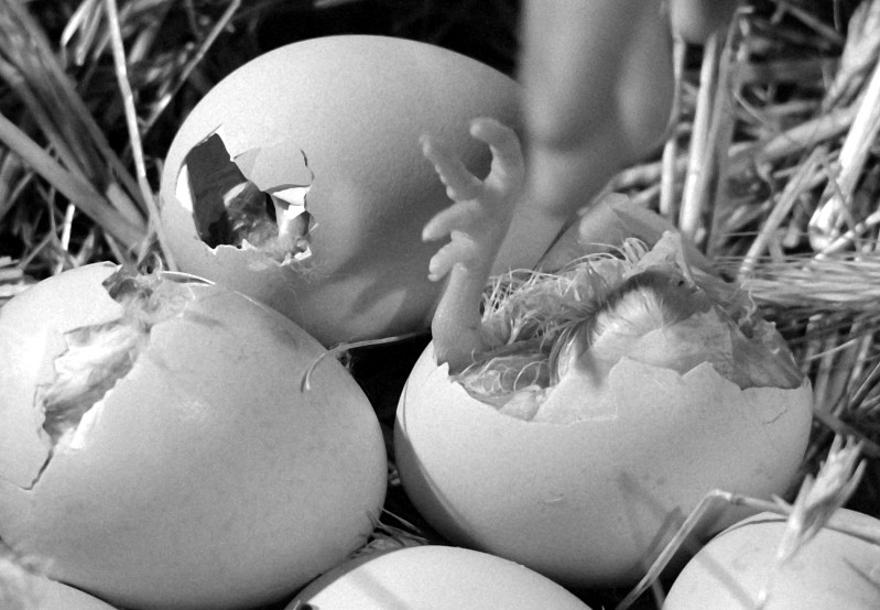 Czarno-białe zdjęcie przedstawiające kilka jaj w gnieździe, z których niektóre są rozbite, a z jednego z nich wyłania się stopa i głowa pisklęcia. Wokół jajek widoczne są luźne kawałki skorupki i słomy.