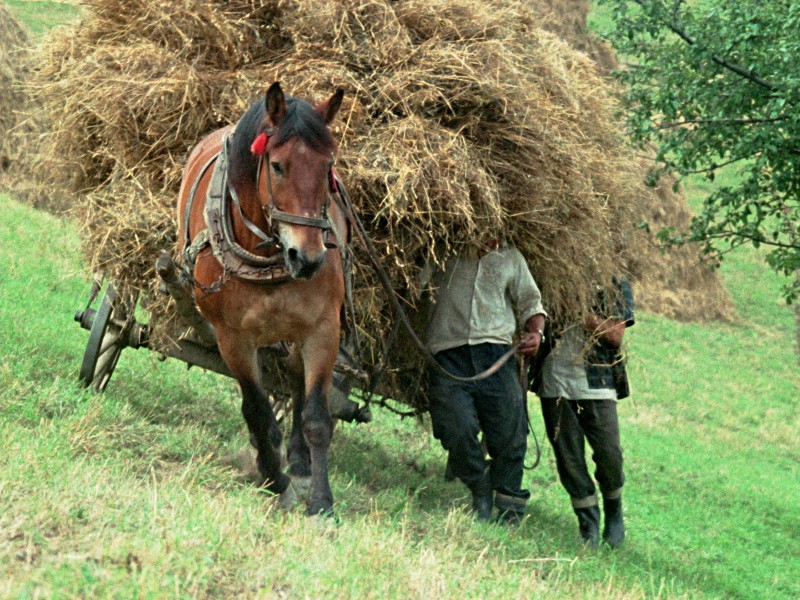 Brązowy koń ciągnie wóz ciężko załadowany sianem, za nim dwie osoby idą po zielonej trawie, częściowo zasłoniętej sianem, w wiejskim krajobrazie.