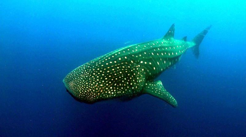 Duży rekin wielorybi o ciemnym ciele pokrytym białymi plamkami z gracją pływa w głębokiej, błękitnej wodzie oceanu.