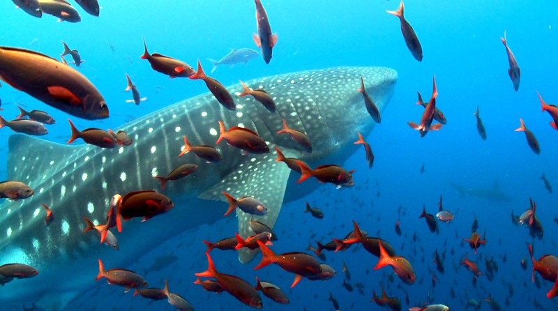 Duży rekin wielorybi pływa pod wodą otoczony wieloma małymi, pomarańczowymi rybami. Woda jest przejrzyście niebieska, a charakterystyczne białe plamy rekina są widoczne na jego grzbiecie.