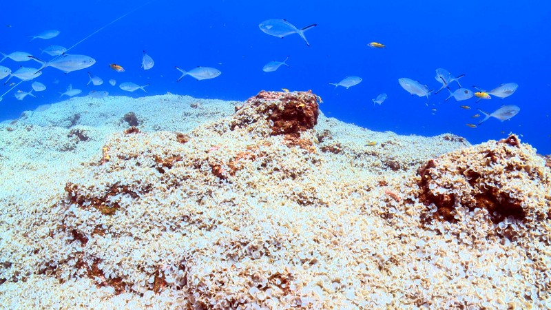 Żywa scena podwodna pokazuje rafę koralową z jasnymi koralami i skałami. Kilka srebrnych i żółtych ryb pływa nad rafą w czystej, niebieskiej wodzie. Tło przechodzi w głęboki błękit, sugerując głębię.