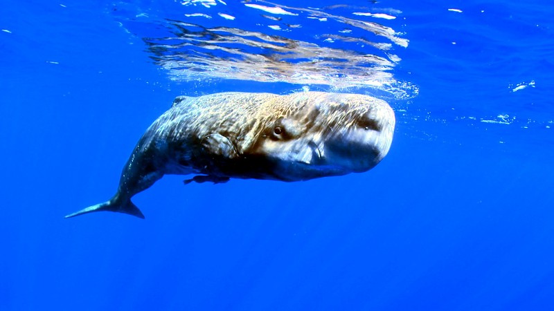 Kaszalot pływa tuż pod powierzchnią przejrzystej, błękitnej wody oceanu. Jego duża głowa i ciało są widoczne dzięki odbijającemu się od wody światłu słonecznemu.