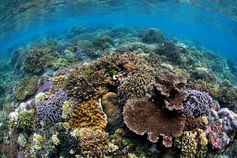 Żywy podwodny krajobraz ukazuje kolorową rafę koralową z koralowcami o różnych kształtach i rozmiarach pod czystą, błękitną wodą, pełną życia morskiego i naturalnego piękna.