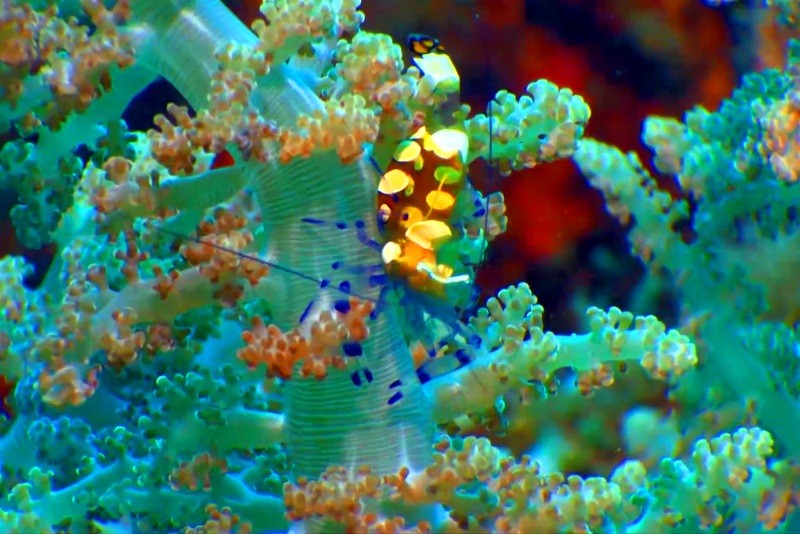 Jaskrawo kolorowa krewetka z żółtymi i czarnymi plamkami doskonale kamufluje się wśród gałęzi żywych koralowców pod wodą.