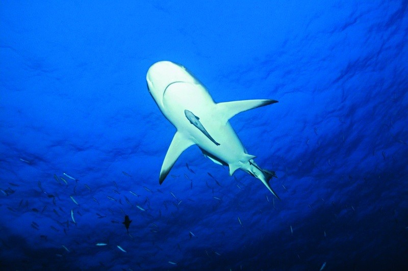 Rekin pływa pod wodą, widziany od dołu na tle głębokiego, niebieskiego oceanu, w oddali widać mniejsze ryby.