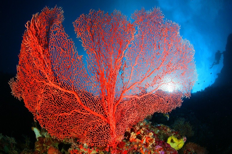Żywy, czerwony koralowiec morski rozkłada swoje misterne gałęzie pod wodą, a pod nim kolorowe życie rafowe i sylwetka nurka rysująca się na tle błękitnego, rozświetlonego słońcem oceanu.
