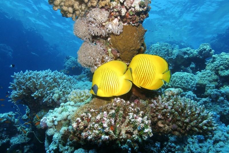 Dwie jaskrawożółte ryby-motyle pływają pod wodą w pobliżu żywych raf koralowych, otoczone różnorodnymi koralowcami i życiem morskim w przejrzystych, błękitnych wodach oceanu.