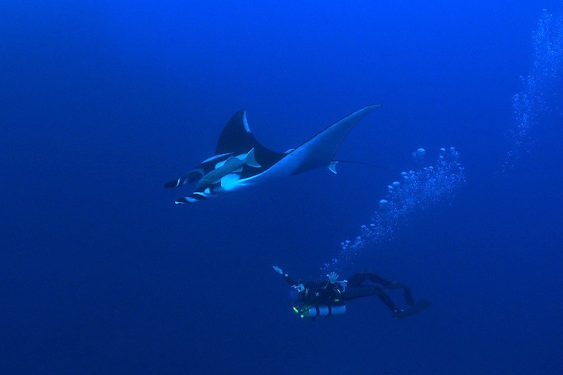 Nurek pływa pod wodą w pobliżu dużej manty. Wokół niego znajduje się głęboka, błękitna woda i bąbelki unoszące się ku powierzchni.