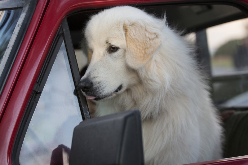 Duży, puszysty, biały pies siedzi w czerwonym pojeździe i patrzy przez otwarte okno.