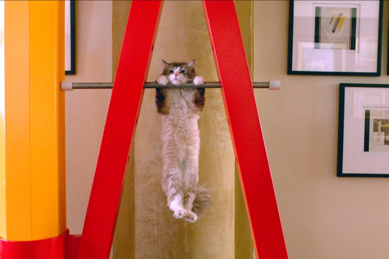 Puszysty kot wisi za przednie łapy na poziomym drążku, jakby się podciągał, w kolorowym pokoju ze zdjęciami w ramkach na ścianach.