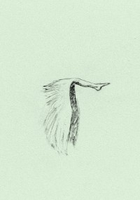 Skromny szkic ołówkiem przedstawia głowę i szyję ptaka, prawdopodobnie czapli, na jasnozielonym tle; narysowano tylko częściowe szczegóły skrzydła i wydłużonej szyi.
