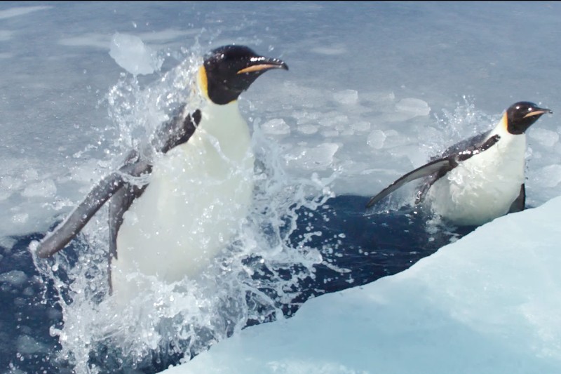 Dwa pingwiny cesarskie wyskakują z lodowatej wody na pokrytą śniegiem powierzchnię, rozpryskując wodę, gdy wyłaniają się z morza w polarnym środowisku.