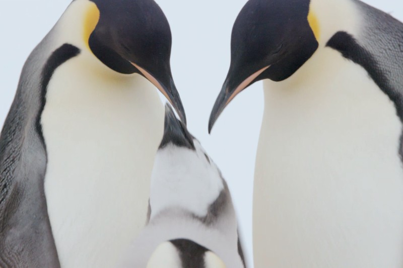 Dwa dorosłe pingwiny cesarskie stoją blisko siebie, pochylając głowy w stronę puszystego pisklęcia pingwina między nimi. Tło jest miękkie, blade, podkreślając ptaki.