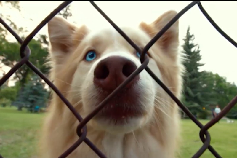 Zbliżenie na jasnego psa o uderzająco niebieskich oczach patrzącego przez siatkę ogrodzeniową w trawiastym parku. W tle widać drzewa i rozmazanych ludzi.