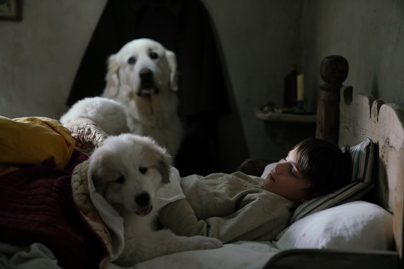 Mały chłopiec śpi w łóżku, obok niego leży duży, biały pies, a drugi siedzi u stóp łóżka i czuwa nad nim w słabo oświetlonym, przytulnym pokoju.