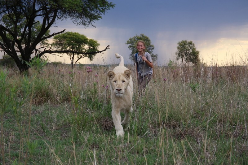 Biały lew przechadza się po wysokiej trawie w sawannie, a za nim podąża uśmiechnięta osoba. W tle widać drzewa i zachmurzone niebo.