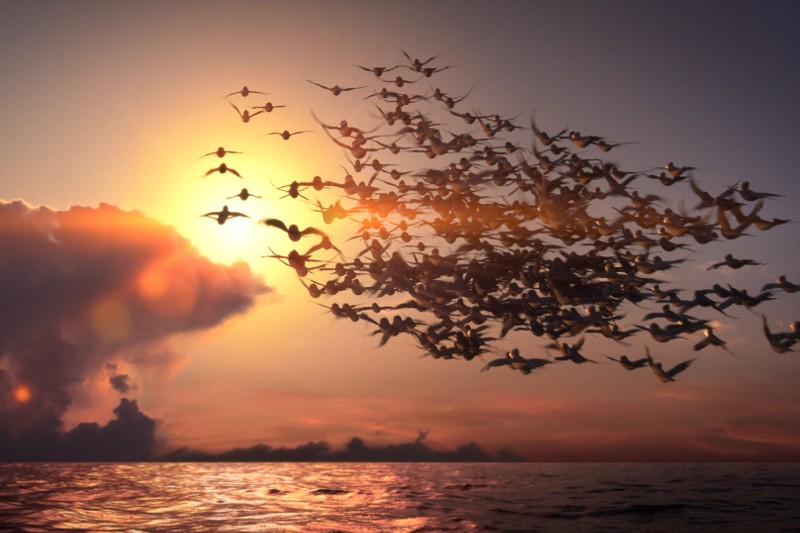 Duży stado ptaków przelatuje nad spokojnym oceanem o zachodzie słońca. Słońce świeci tuż nad horyzontem, a chmury na niebie rzucają ciepłe, złote światło na całą scenę.