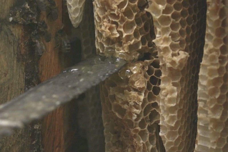 Zbliżenie noża przecinającego plaster miodu w ulu, z wyciekającym miodem i widocznymi w pobliżu pszczołami. Struktura plastra miodu i krople miodu są wyraźnie widoczne.