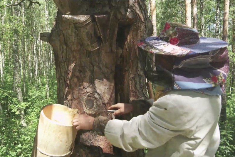 Osoba ubrana w odzież ochronną i kapelusz z siatką zajmuje się ulem w lesie, trzymając drewniany pojemnik i wskazując na otwór w pniu drzewa.