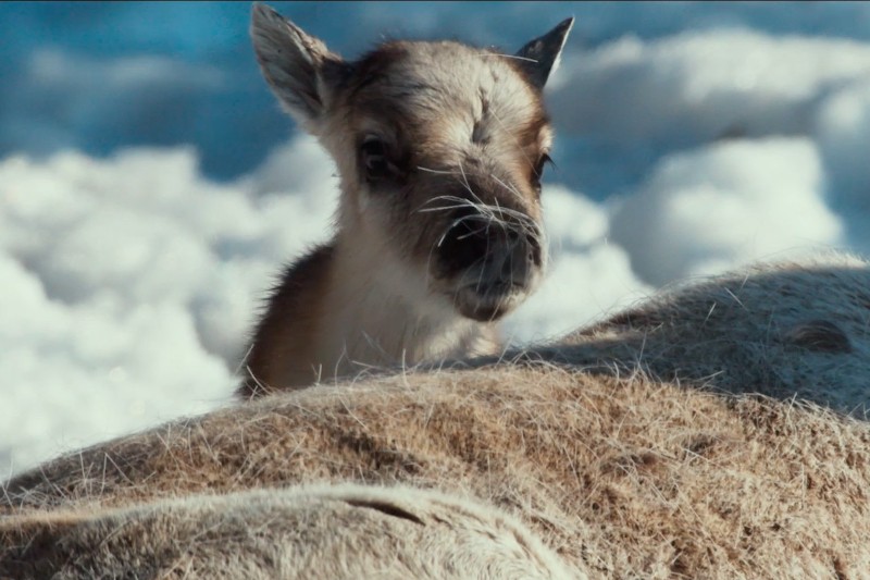 Młody renifer o krótkim futrze spogląda na grzbiet dorosłego renifera, na tle zaśnieżonego krajobrazu w jasnym świetle dnia.