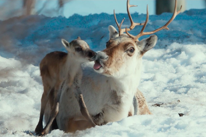 Renifer i jego cielę leżą na zaśnieżonym gruncie. Cielę wydaje się lizać twarz dorosłego renifera, podczas gdy dorosły patrzy w bok. Oboje są otoczeni śniegiem pod czystym niebem.