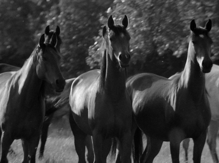 Trzy konie stoją blisko siebie na oświetlonym słońcem polu, z rozmytymi drzewami w tle. Zdjęcie jest czarno-białe, co podkreśla silne, smukłe sylwetki koni i czujne wyrazy twarzy.