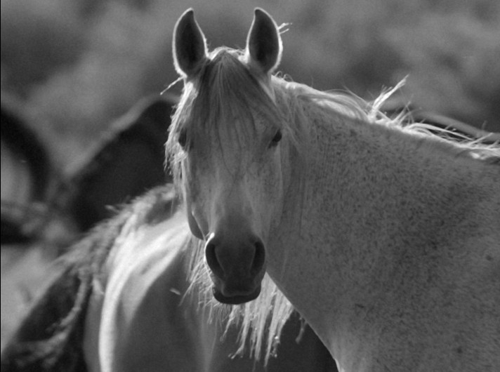 Zbliżenie, czarno-białe zdjęcie konia zwróconego twarzą do aparatu, z innym koniem częściowo widocznym w tle. Grzywa głównego konia opada na czoło, a uszy są nastawione.