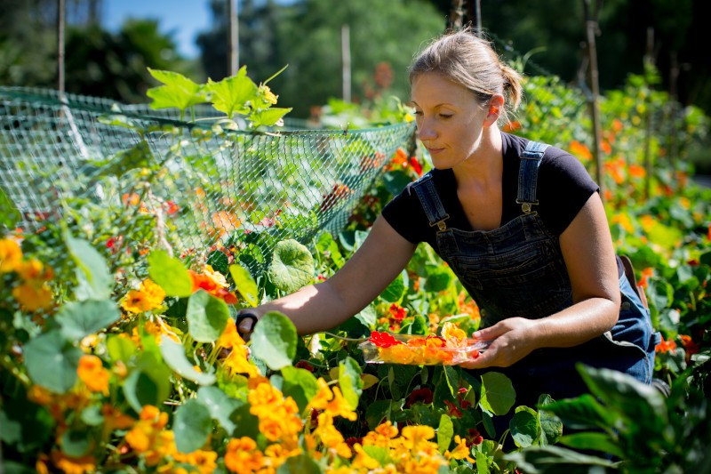 Kobieta ubrana w dżinsowy kombinezon zbiera pomarańczowe i żółte kwiaty w bujnym ogrodzie w słoneczny dzień, otoczonym zielenią i siatką ogrodzeniową.