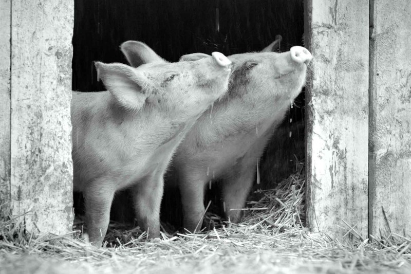 Dwa prosięta stoją obok siebie w drzwiach stodoły, patrzą w górę, mają podniesione ryjki, otoczone słomą i obramowane zniszczonymi drewnianymi belkami.
