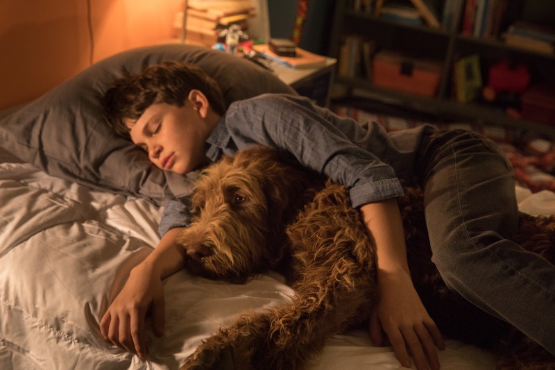 Chłopiec leży w łóżku z zamkniętymi oczami, przytulając dużego, kudłatego brązowego psa. Pokój jest delikatnie oświetlony, a w tle znajduje się regał z książkami. Scena wydaje się spokojna i pocieszająca.