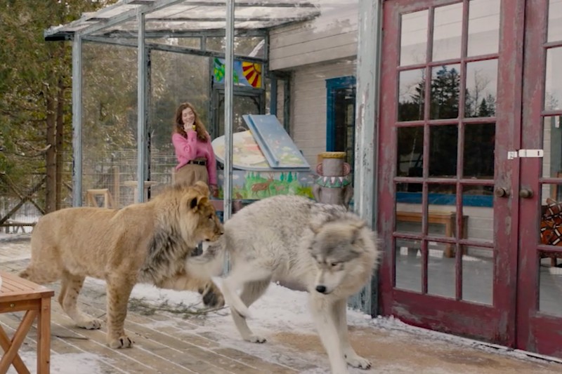 Młoda kobieta stoi na ganku, obserwując, jak lew i wilk idą razem po śniegu w pobliżu szklanych drzwi. W tle widać kolorowy obraz i drzewa.