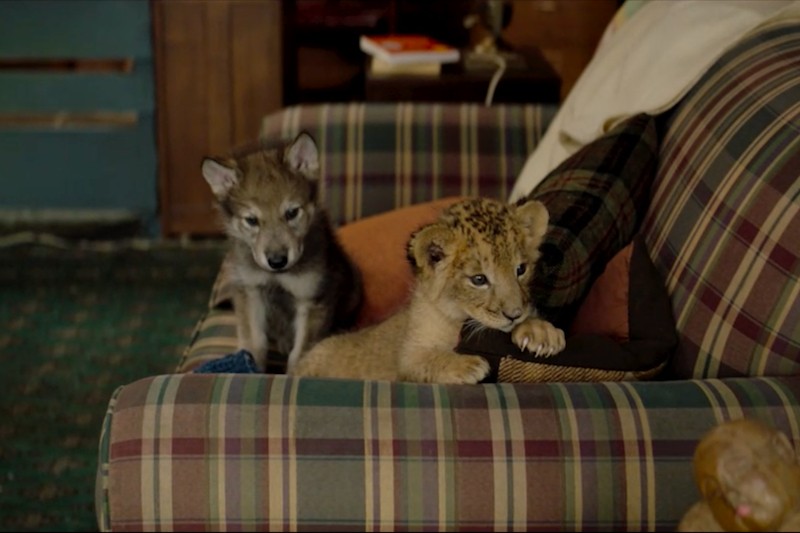 Szczenię wilka i lwiątko siedzą razem na kraciastej sofie, lwiątko opiera łapy na poduszce, a szczeniak stoi w pobliżu. W tle widać przytulny, ciepło oświetlony salon.