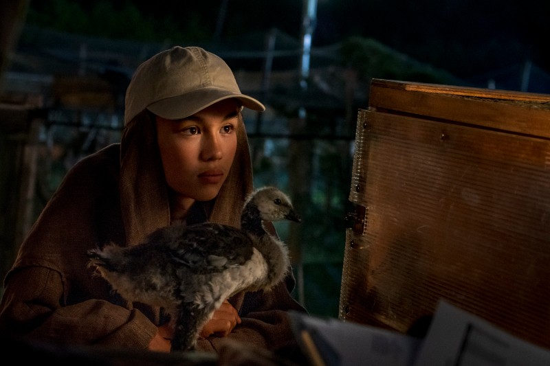 Osoba ubrana w beżową czapkę i brązowy kaptur uważnie przygląda się pisklęciu stojącemu na stole. Na tle ciepłego, wewnętrznego oświetlenia widać rozmyte szczegóły tła.