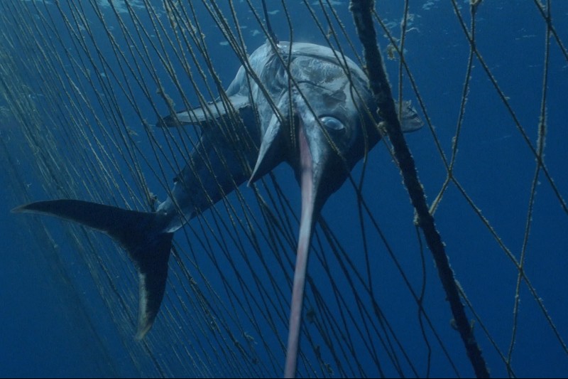 Miecznik jest uwięziony pod wodą w sieci rybackiej i walczy o uwolnienie. Scena podkreśla wpływ sieci rybackich na życie morskie.