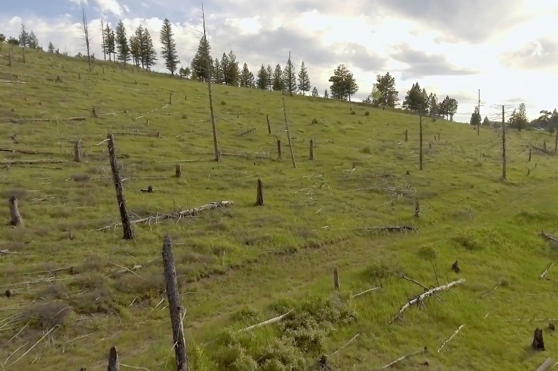 Trawiaste zbocze wzgórza usiane stojącymi pniami martwych drzew i porozrzucanymi gałęziami, z kilkoma kępami żywych sosen na szczycie zbocza pod częściowo zachmurzonym niebem.