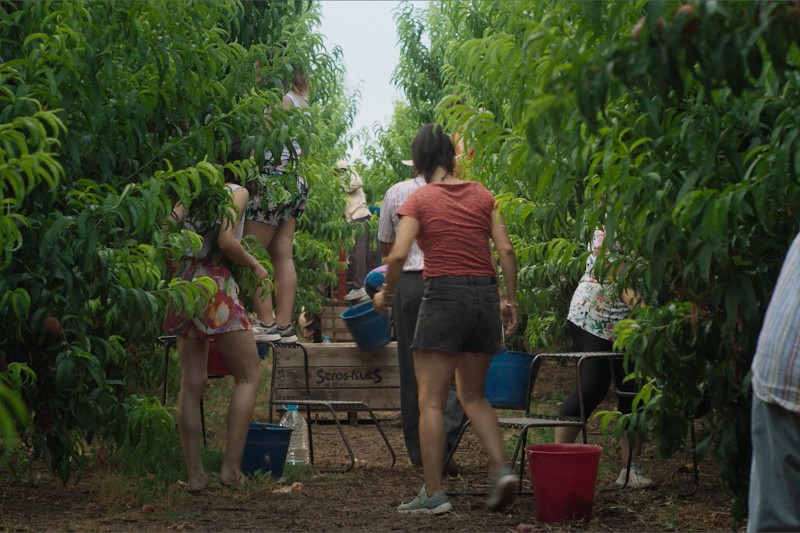 Grupa ludzi, w tym dzieci i dorośli, zbiera owoce wśród wysokich zielonych drzew w sadzie. Niektórzy trzymają niebieskie wiadra, a na ziemi leżą czerwone i niebieskie wiadra. Scena jest żywa i letnia.