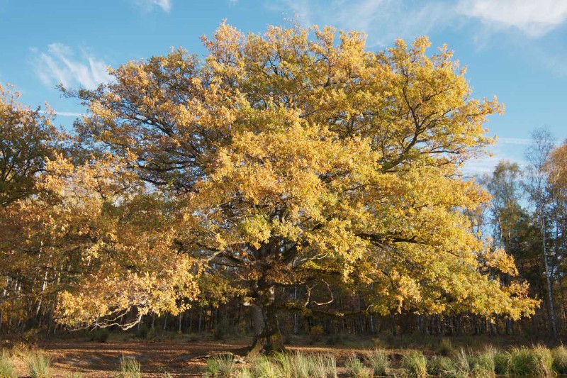 Duży dąb ze złocistożółtymi jesiennymi liśćmi stoi na słonecznej polanie, otoczony trawą i mniejszymi drzewami, pod błękitnym niebem z delikatnymi, białymi chmurami.