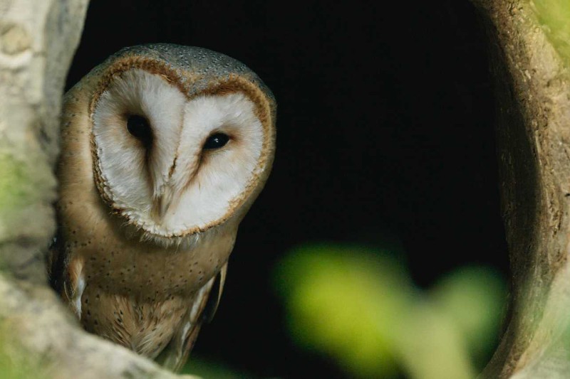 Sowa płomykówka o sercowatym, białym pyszczku i ciemnych oczach wygląda z dziupli drzewa. Na pierwszym planie widać ciemność i miękkie, zielone listowie.
