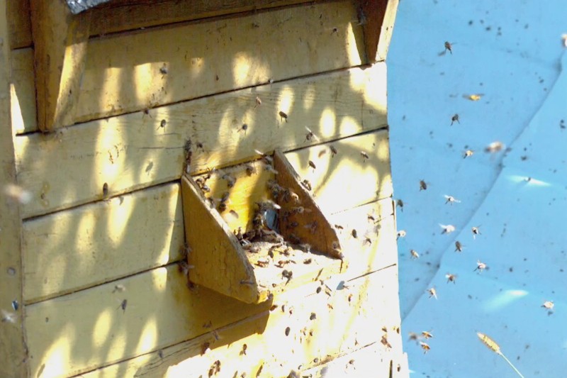 Żółty drewniany ul otoczony jest wieloma pszczołami wlatującymi i wylatującymi z małego wejścia, z niebieskim tłem widocznym po prawej stronie. Światło słoneczne tworzy na ulu cętkowane cienie.