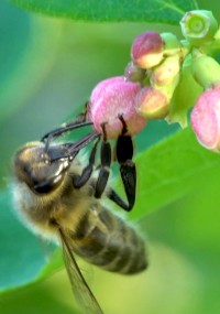Zbliżenie na pszczołę zbierającą nektar z małego, różowego pąka kwiatowego, na tle zielonych liści i innych pąków.