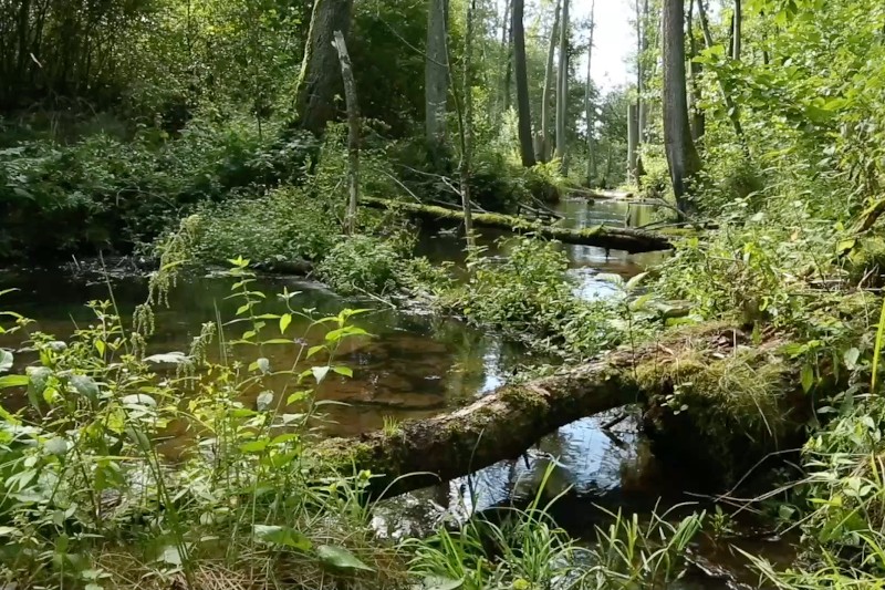 Bujny leśny krajobraz z zielonymi liśćmi i wysokimi drzewami otacza czysty, płytki strumień. Powalone kłody pokryte mchem przecinają wodę, a światło słoneczne przesącza się przez liście, tworząc spokojne, naturalne otoczenie.
