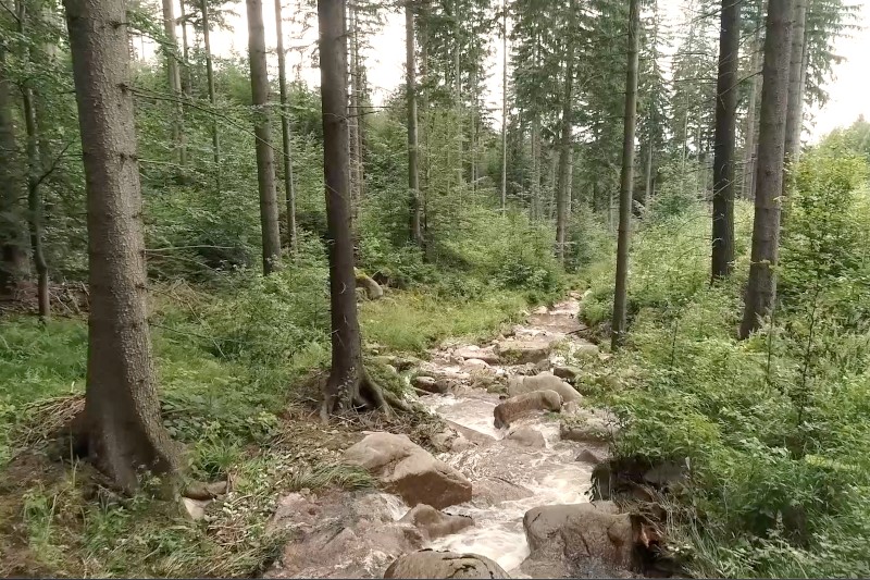Mały, kamienisty strumień przepływa przez gęsty las z wysokimi drzewami i bujną, zieloną roślinnością po obu stronach, tworząc spokojną, naturalną scenerię.