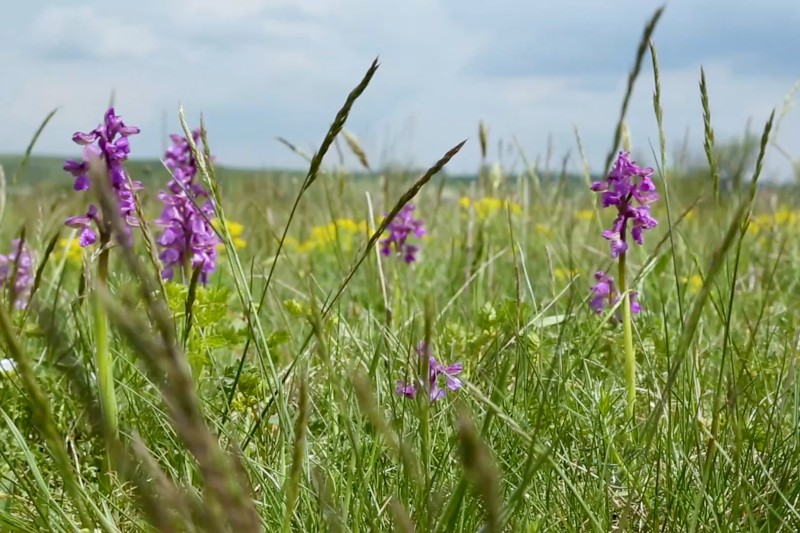 Kwiaty polne o fioletowych i żółtych kwiatach rosną wśród wysokiej zielonej trawy na łące pod zachmurzonym niebem. Zdjęcie zostało zrobione na poziomie gruntu na miękkim, naturalnym tle.