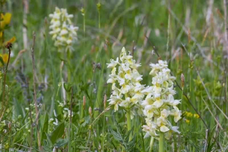 Grona jasnożółtych kwiatów polnych z zielonymi łodygami rosną wśród wysokich traw i innej roślinności na naturalnej łące, a w tle rozmywa się więcej kwiatów.
