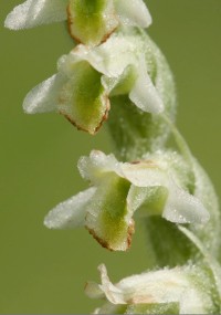 Zbliżenie małych, białych i zielonych kwiatów, wyrastających na pionowej łodydze, z delikatnymi płatkami i drobnymi detalami, na delikatnym, zielonym, rozmytym tle.