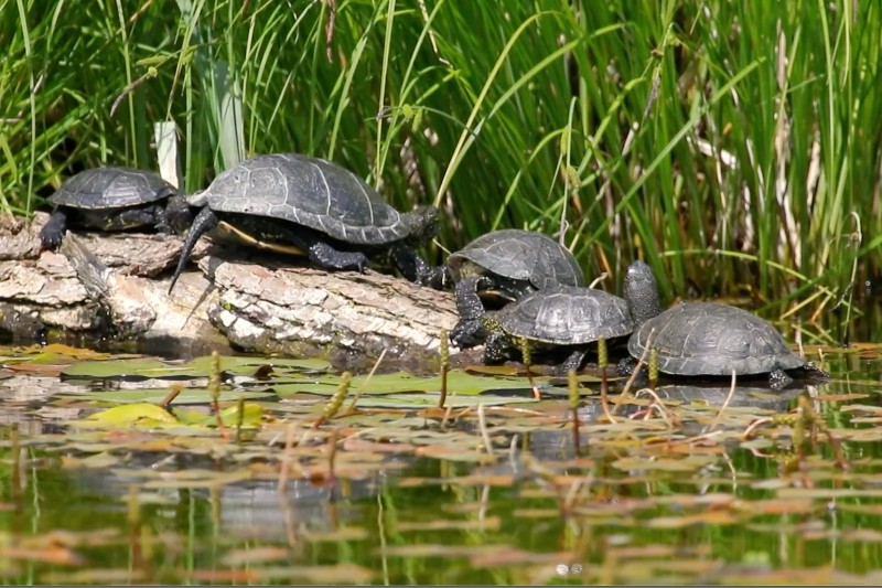 Pięć żółwi odpoczywa na kłodzie częściowo zanurzonej w stawie, otoczonej zielonymi trzcinami i grzybieniami unoszącymi się na powierzchni wody. Scena wydaje się spokojna i naturalna.